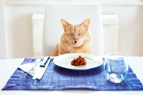 Cat with a funny angry expression  there is wet food in the plate sitting in  Stock Photos