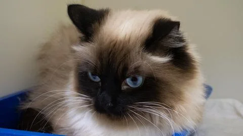 The cat with a funny expression of the muzzle seriously looks at the floor Stock Photos