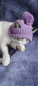 A cat in a funny hat, a cat on the background Very Peri, copy space Stock Photos