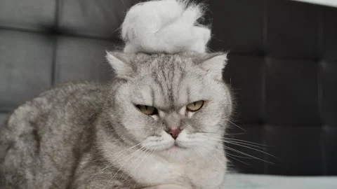 Cat with funny hat sitting on  bed and looking unimpressed in  room with gray Stock-Footage 336670691