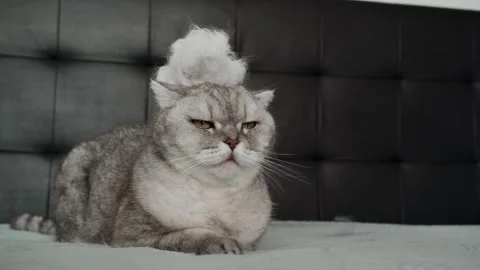 Cat with funny hat sitting on  bed and looking unimpressed in  room with gray Stockbeeldmateriaal 336670704