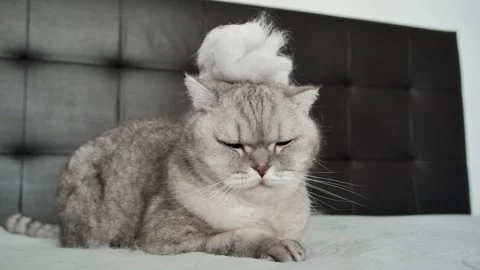 Cat with funny hat sitting on  bed and looking unimpressed in  room with gray Stock-Footage 336670705