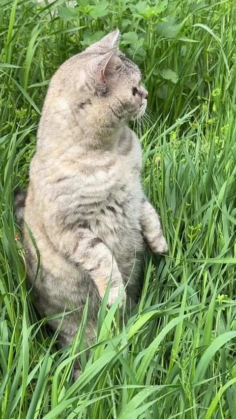 Cat funny kitty standing in grass, vertical video. Stock Footage 334789214
