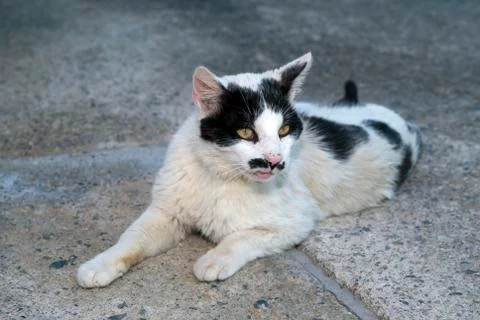 Cat with funny mustache Stock Photos