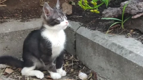 Cat Funny Playing in the Garden Video stock 198947379