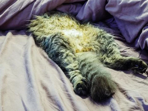 The cat is funny sleeping on the bed lying on its back covered with a blanket Stock Photos