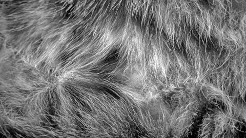 Cat fur abstract background, with texture Stock Photos