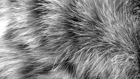Cat fur abstract background, with texture Stock Photos