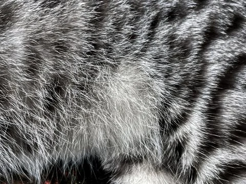Cat fur can trigger allergies Fotos de archivo