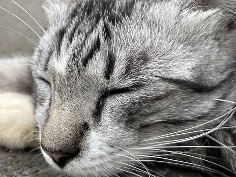 Cat fur can trigger allergies (sneezing, itching, asthma) Stock Photos