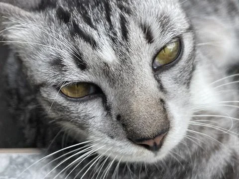 Cat fur can trigger allergies (sneezing, itching, asthma) Stock Photos