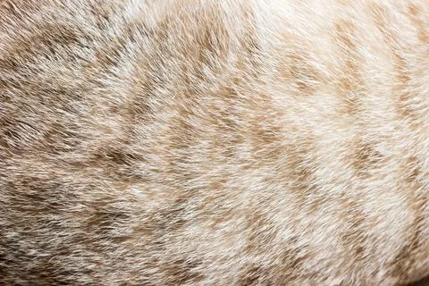 Cat fur close up background texture. Brown abstract stripes. Stock Photos