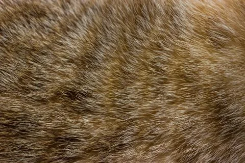 Cat fur close up background texture. Brown abstract stripes. Stock Photos
