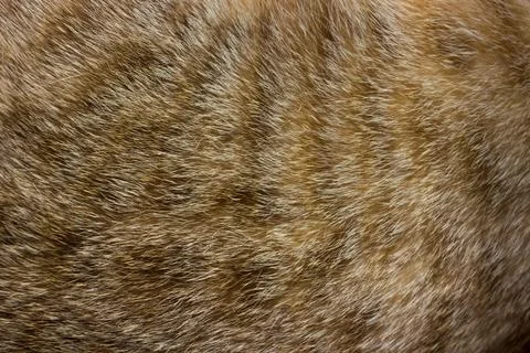 Cat fur close up background texture. Brown abstract stripes. Stock Photos