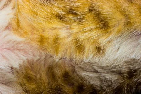 Cat fur close up background texture. Yellow abstract stripes. Stock Photos
