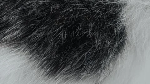 Cat Fur Closeup - Texture Pattern Background - Cat Hair BLACK WHITE Foto stock