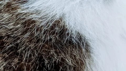 Cat Fur Closeup - Texture Pattern Background - Cat Hair Foto stock