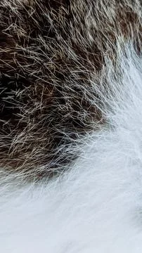 Cat Fur Closeup - Texture Pattern Background - Cat Hair Stock Photos