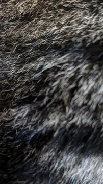 Cat Fur Closeup - Texture Pattern Stock Photos