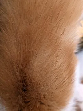 Cat fur is dangerous, especially because it triggers allergies. Stock Photos