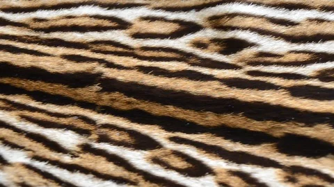 Cat fur Stock Footage 124290091