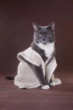 Cat in fur jacket on brown background 스톡 사진