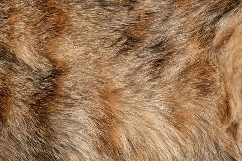 Cat fur pattern or texture. Natural Animal fur texture banner. Fur background 写真素材