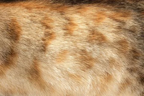 Cat fur pattern or texture. Natural Animal fur texture banner. Fur background Stock Photos