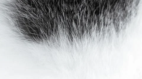 Cat Fur Patterns Texture for Background - BLACK and WHITE Stock Photos
