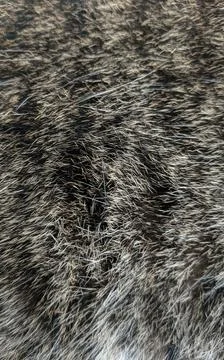 Cat Fur Patterns Texture - Cat Hair and fur BG Stock Photos
