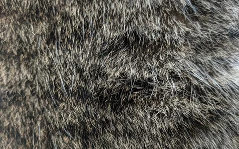 Cat Fur Patterns Texture - Cat Hair and fur BG Stock Photos