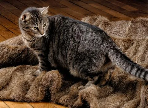 Cat on Fur Stock Photos