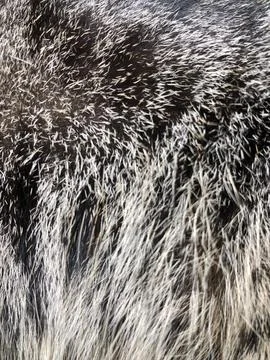 Cat fur texture background. Stock Photos