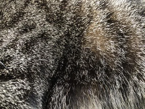 Cat fur texture background. Stock Photos