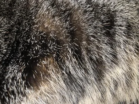 Cat fur texture background. Stock Photos