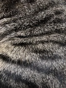Cat fur texture background. Stock Photos