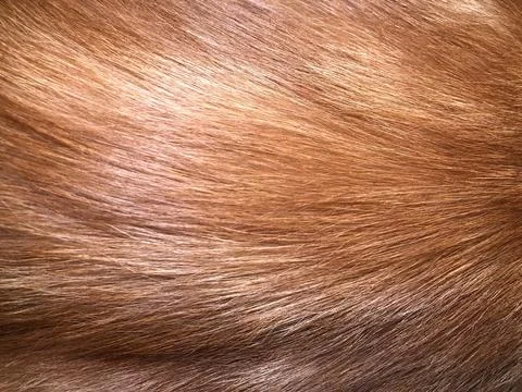 Cat fur texture background. Stock Photos