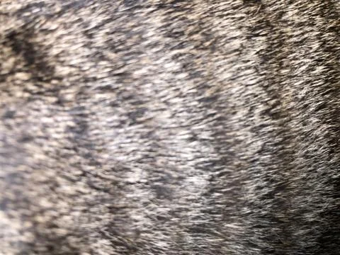 Cat fur texture background. Stock-Fotos