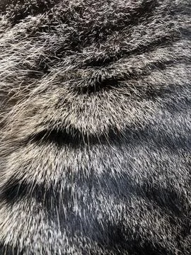 Cat fur texture background. Stock Photos