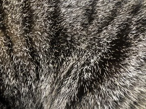 Cat fur texture background. Stock Photos