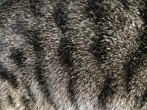 Cat fur texture background. Stock Photos