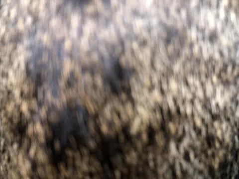 Cat fur texture background. Stock Photos