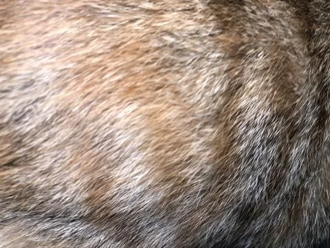 Cat fur texture background. Stock Photos