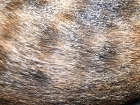 Cat fur texture background. Stock Photos