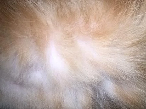 Cat fur texture background. Stock Photos