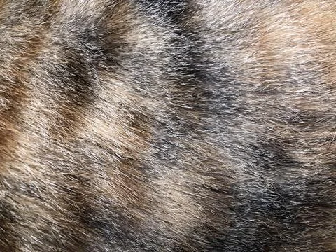 Cat fur texture background. Stock-Fotos