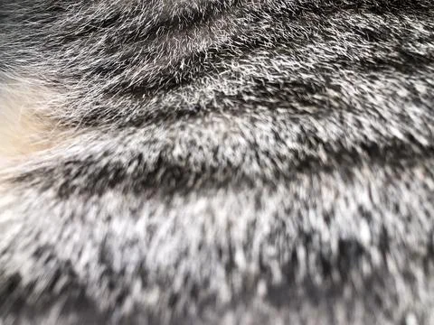 Cat fur texture background. Stock Photos