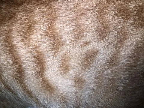 Cat fur texture background. Stock Photos