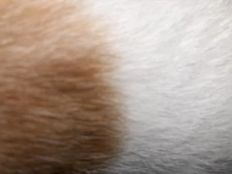 Cat fur texture background. Stock Photos