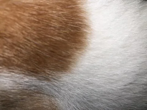 Cat fur texture background. Stock Photos